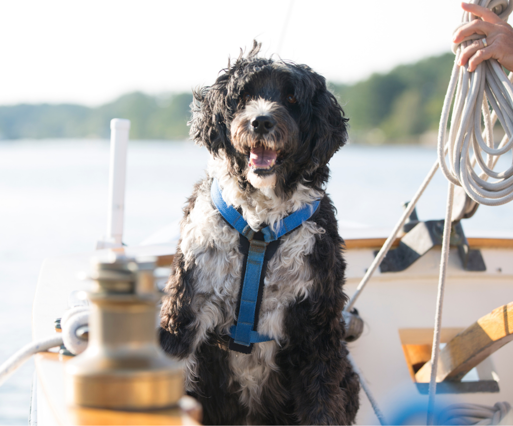 finnes-det-egentlig-allergivennlige-hunderaser