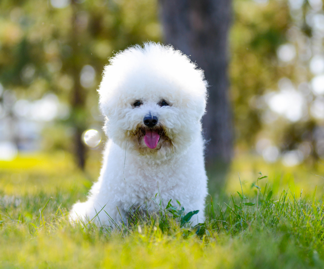 raser-som-ofte-oppleves-som-mer-allergivennlige