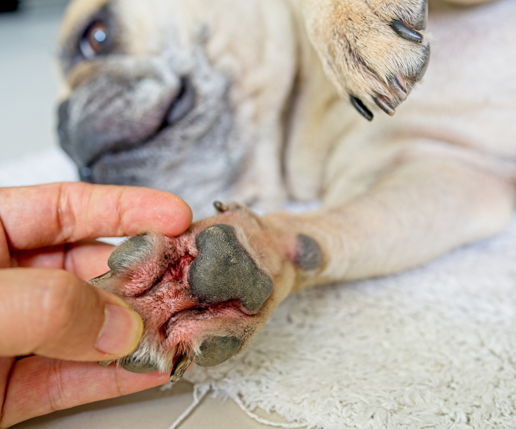 gjaersoppinfeksjon-hos-hund-2