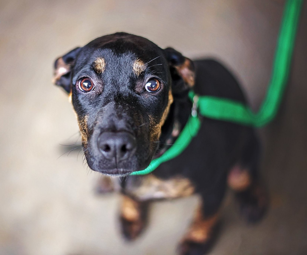 hvorfor-blir-hunden-stresset-pa%cc%8a-nytta%cc%8ar