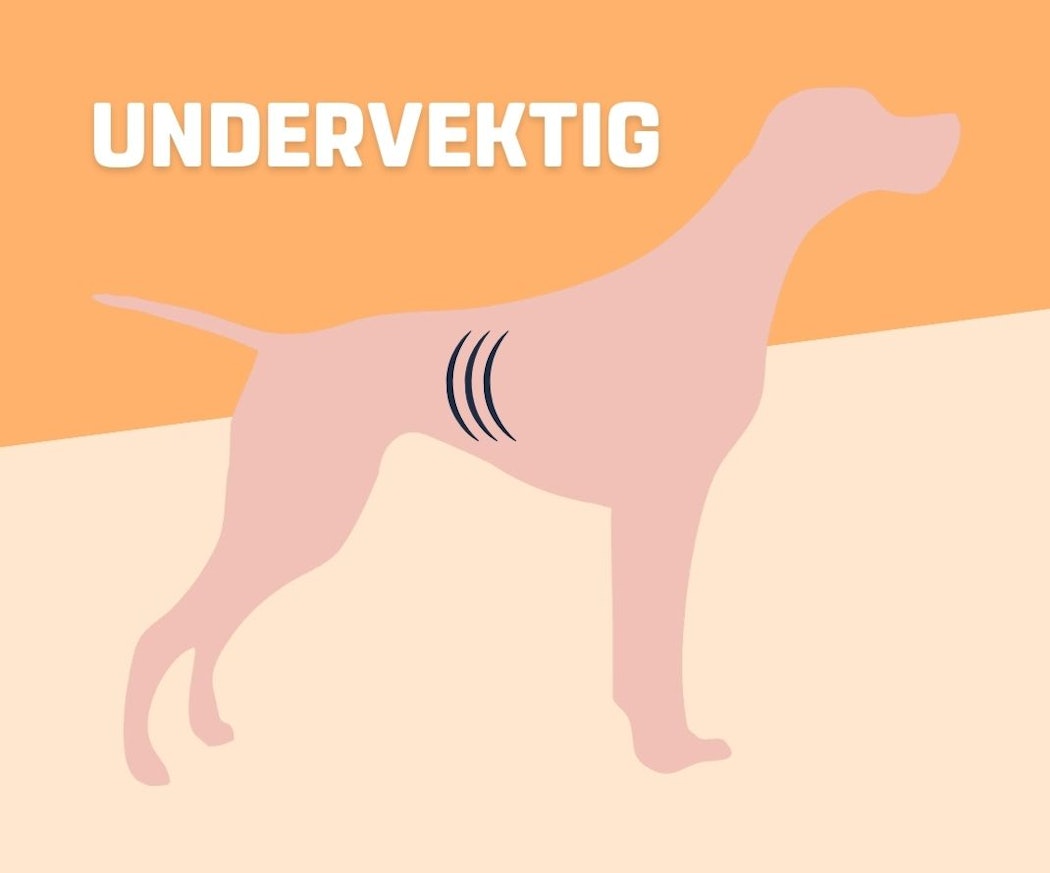 kjenn-pa%cc%8a-hunden-slik-skiller-du-undervekt-idealvekt-og-overvekt