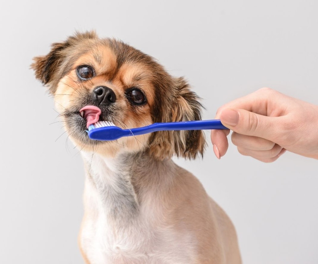 slik-tar-du-vare-pa%cc%8a-hundens-tenner-pa%cc%8a-riktig-ma%cc%8ate