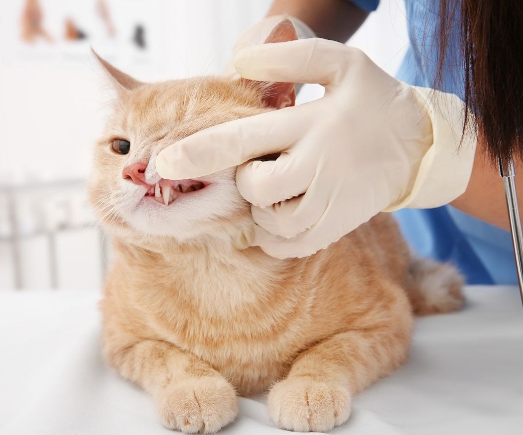 tegn-pa%cc%8a-tannproblemer-hos-katt