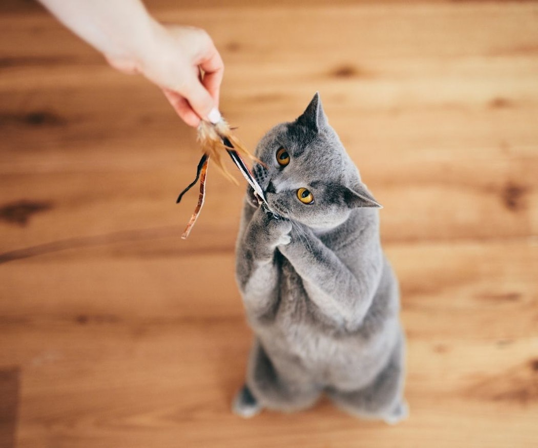 hvorfor-trenger-innekatter-mer-aktivisering
