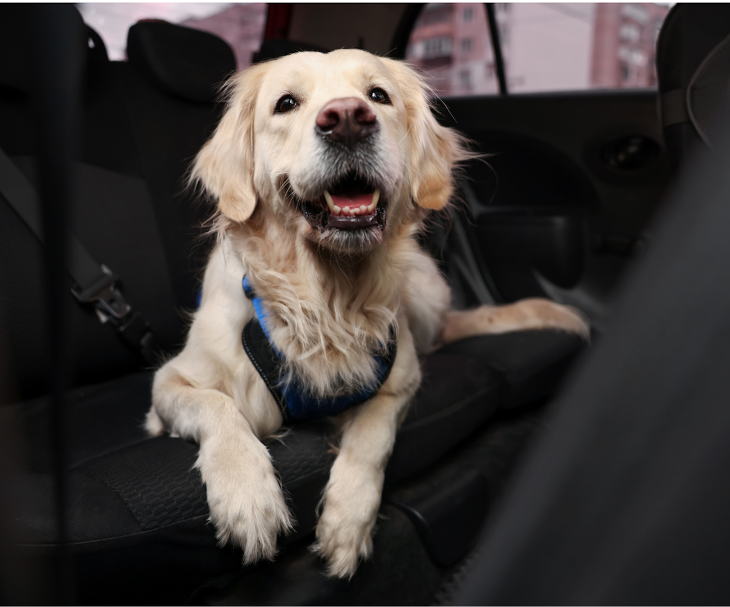 artikel-petxl-hund-i-bil-sakerhet