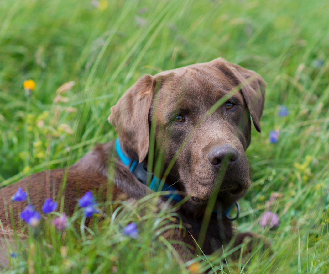 artikel-petxl-flatt-hos-hund-1