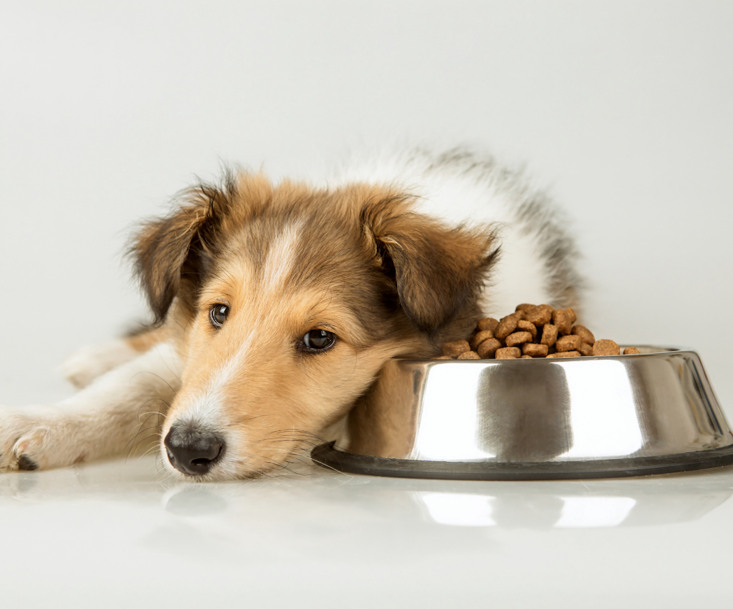 artikel-a-velge-riktig-valpefor-1