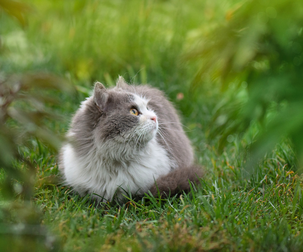 artikel-flatt-hos-katt-1